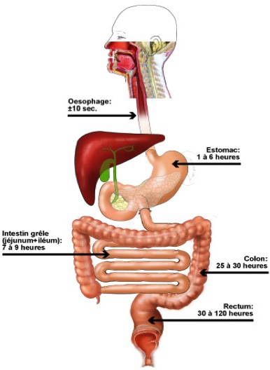 digestion ECIM Donatini